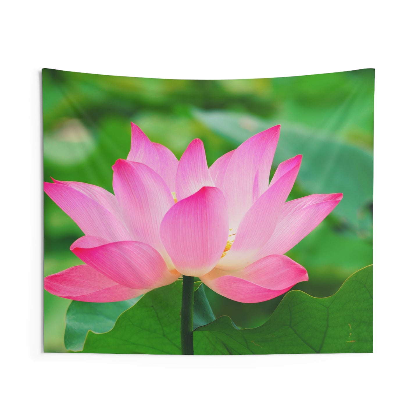 BLUME ROSA PINK BLÜTE LOTUS • Wandtuch • Wandttepich Schwarz Weiß • Wanddekor in v. Größen bis XXL