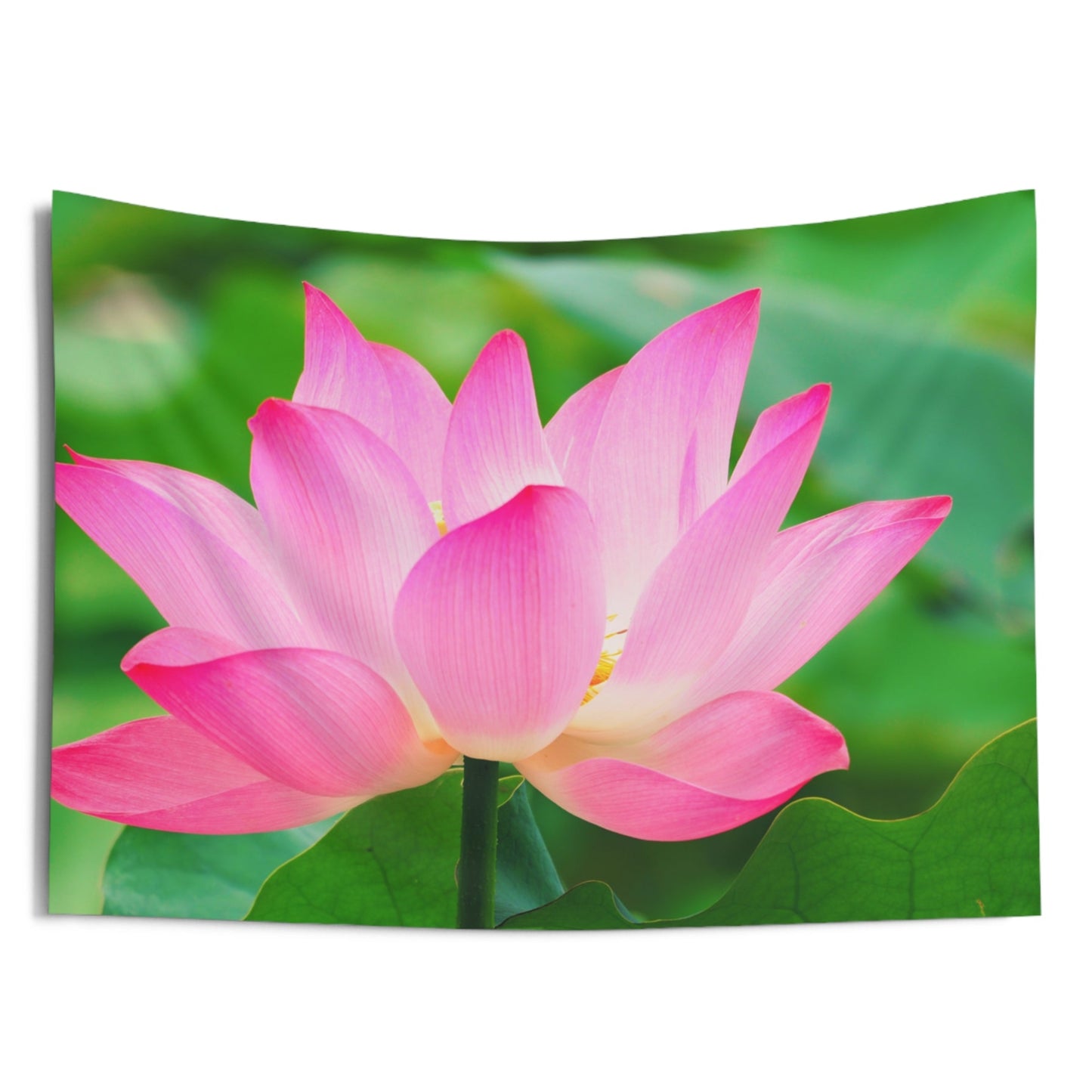 BLUME ROSA PINK BLÜTE LOTUS • Wandtuch • Wandttepich Schwarz Weiß • Wanddekor in v. Größen bis XXL