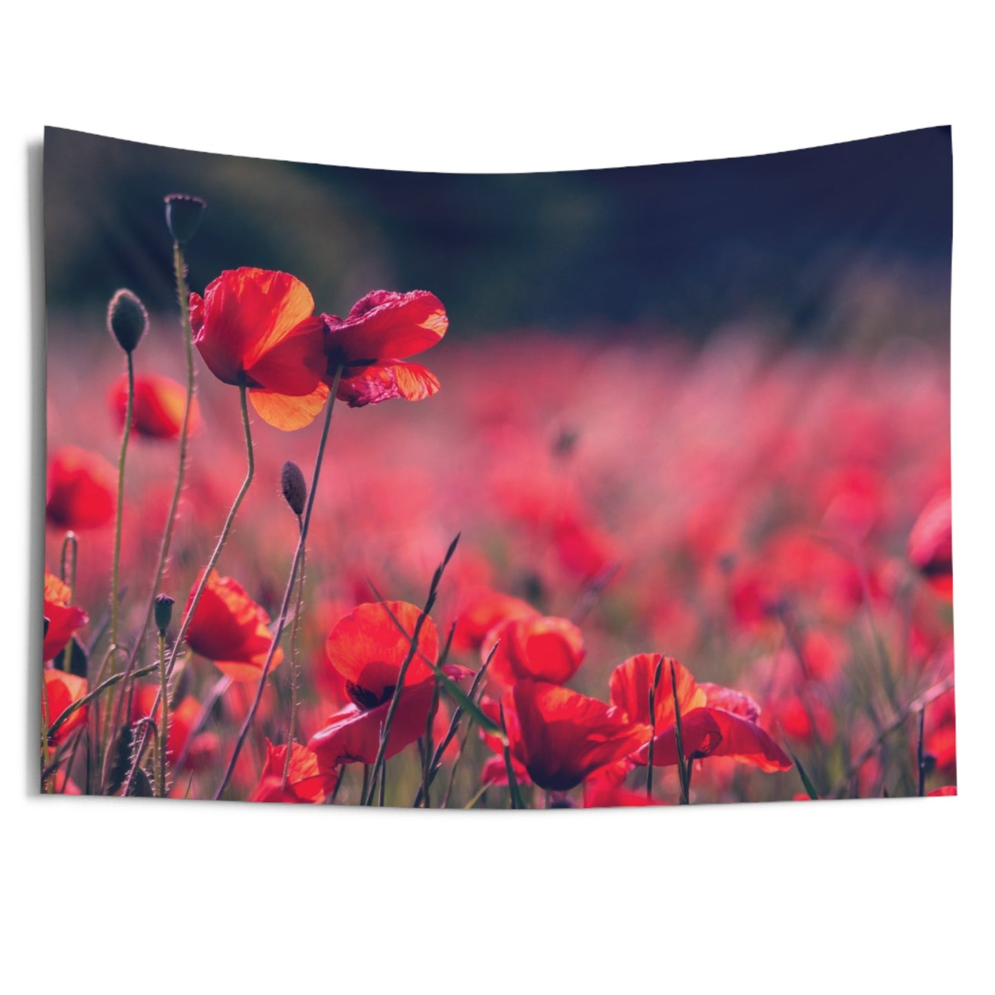 MOHNBLUMEN ROT MOHMFELD • Wandtuch • Wandttepich • Wanddekor in v. Größen bis XXL