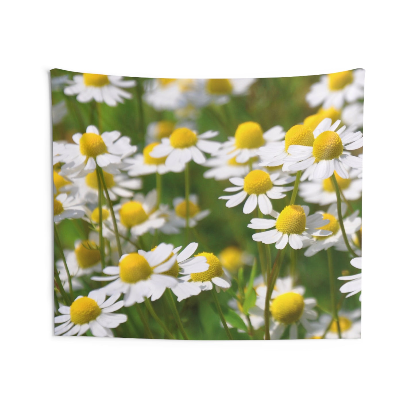 KAMILLENBLUMEN BLUMENWIESE NATURMOTIV • Wandtuch • Wandttepich • Wanddekor in v. Größen bis XXL