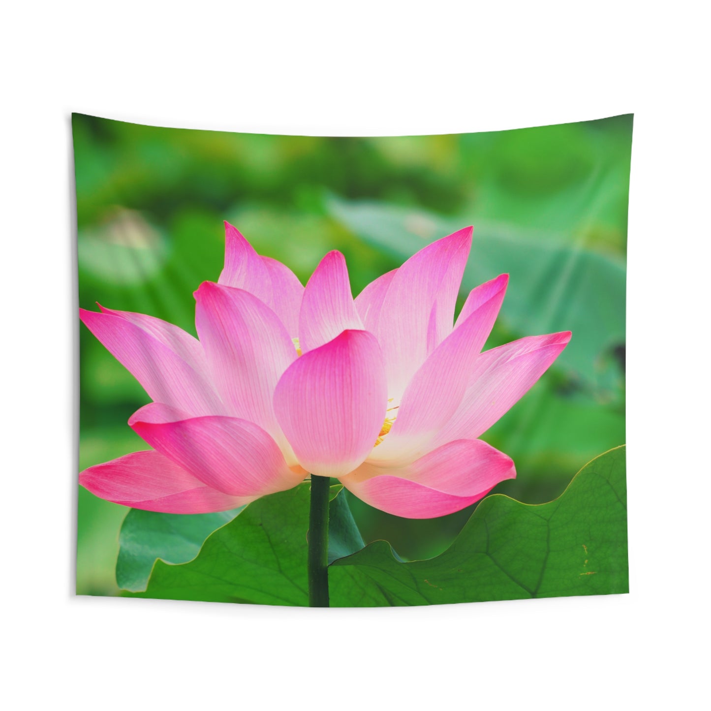 BLUME ROSA PINK BLÜTE LOTUS • Wandtuch • Wandttepich Schwarz Weiß • Wanddekor in v. Größen bis XXL