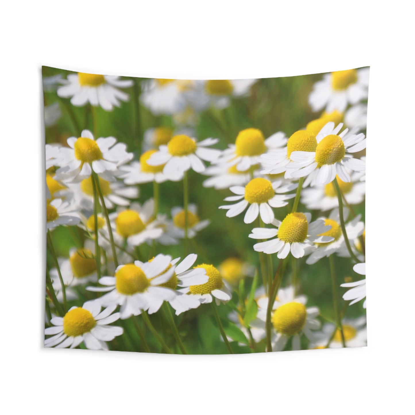 KAMILLENBLUMEN BLUMENWIESE NATURMOTIV • Wandtuch • Wandttepich • Wanddekor in v. Größen bis XXL